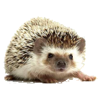 mascot